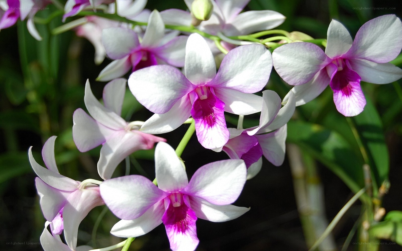 purple and white orchids