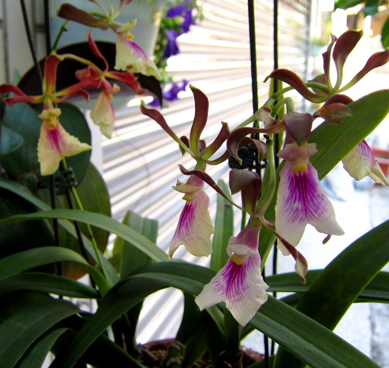 Purple and White Orchids — Calm, Afternoon