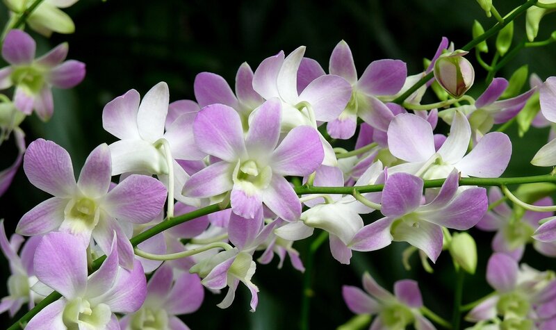 Purple and White Orchids — Calm, Photograph, Flowers, Buds