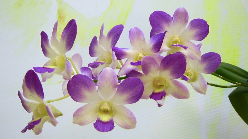 Purple and White Orchids — Calm, Photograph, Flowers, Leaves, Stem