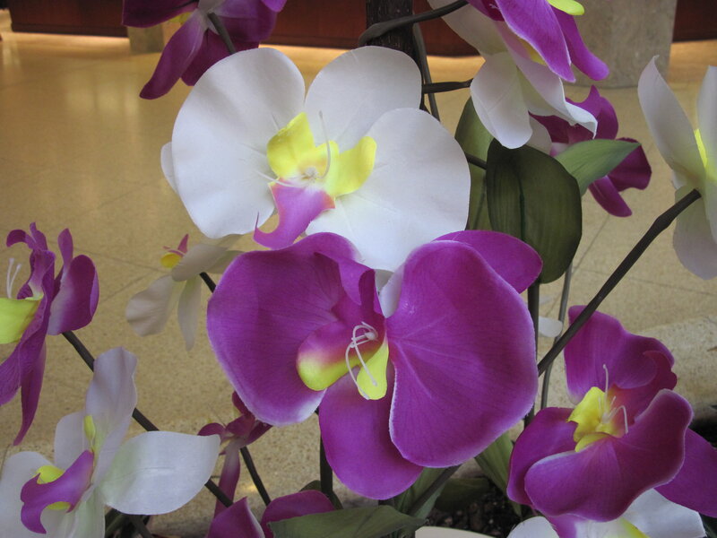 Purple and White Orchids — Calm, Photograph, Flowers, Leaves