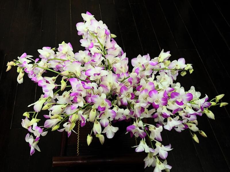 Purple and White Orchids — Calm, Photograph, Flowers, Vase