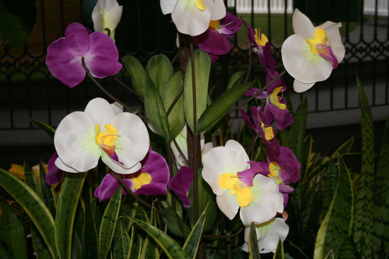 Purple and White Orchids — Calm, Photograph, Leaves, Fence