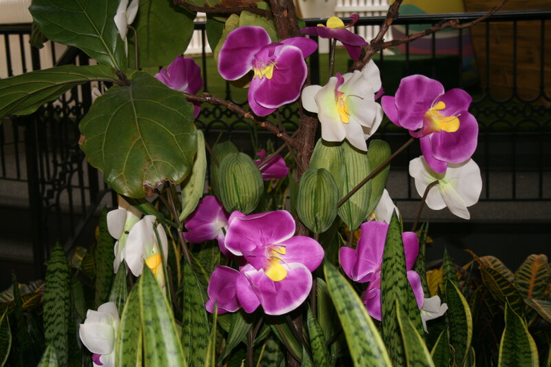Purple and White Orchids — Calm, Photograph, Leaves, Ficus Tree
