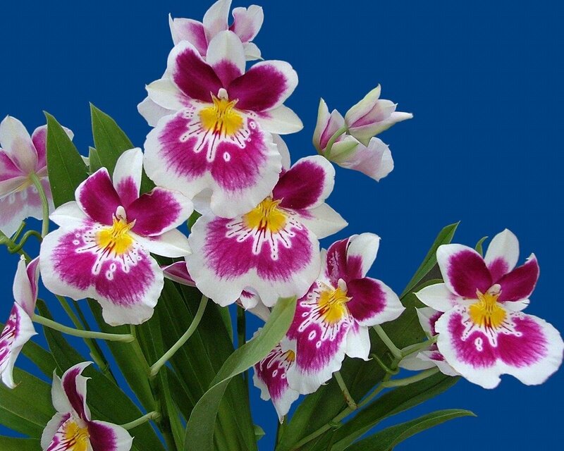 Purple and White Orchids — Calm, Photograph