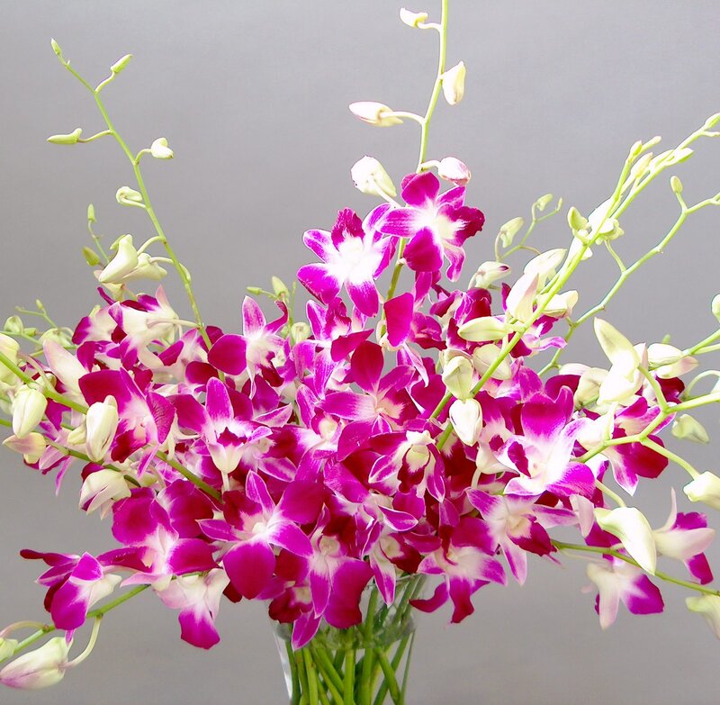 Purple and White Orchids — Calm, Photograph, Vase