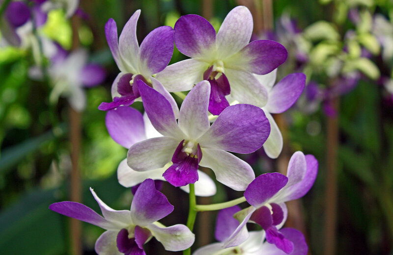 Purple and White Orchids — Calm