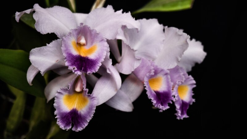 Purple and White Orchids — Dramatic, Photograph, Flowers, Leaves