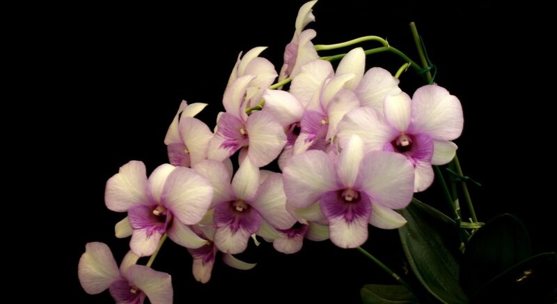 Purple and White Orchids — Dramatic, Photograph, Flowers