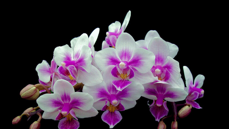 Purple and White Orchids — Dramatic, Photograph