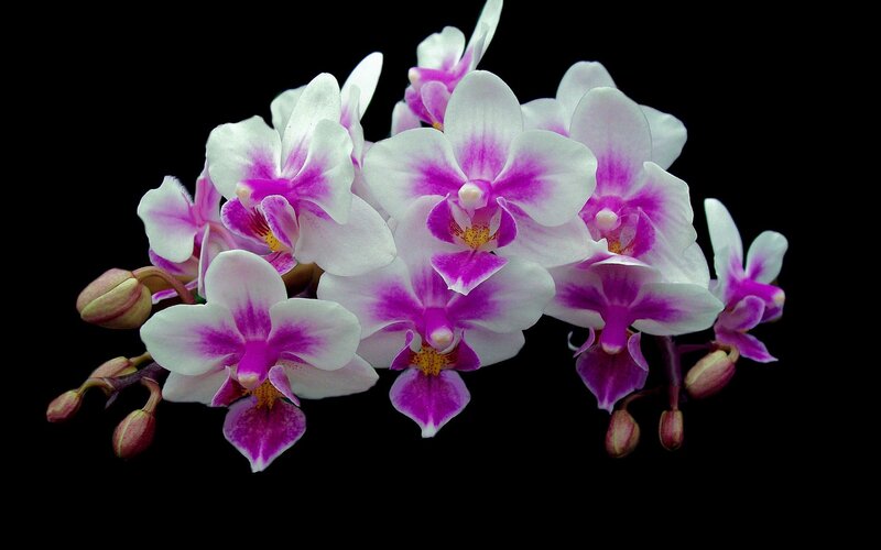 Purple and White Orchids — Dramatic