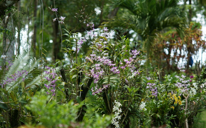 Purple and White Orchids — Green
