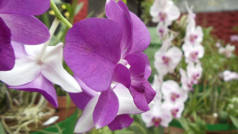 Purple and white orchids in bloom