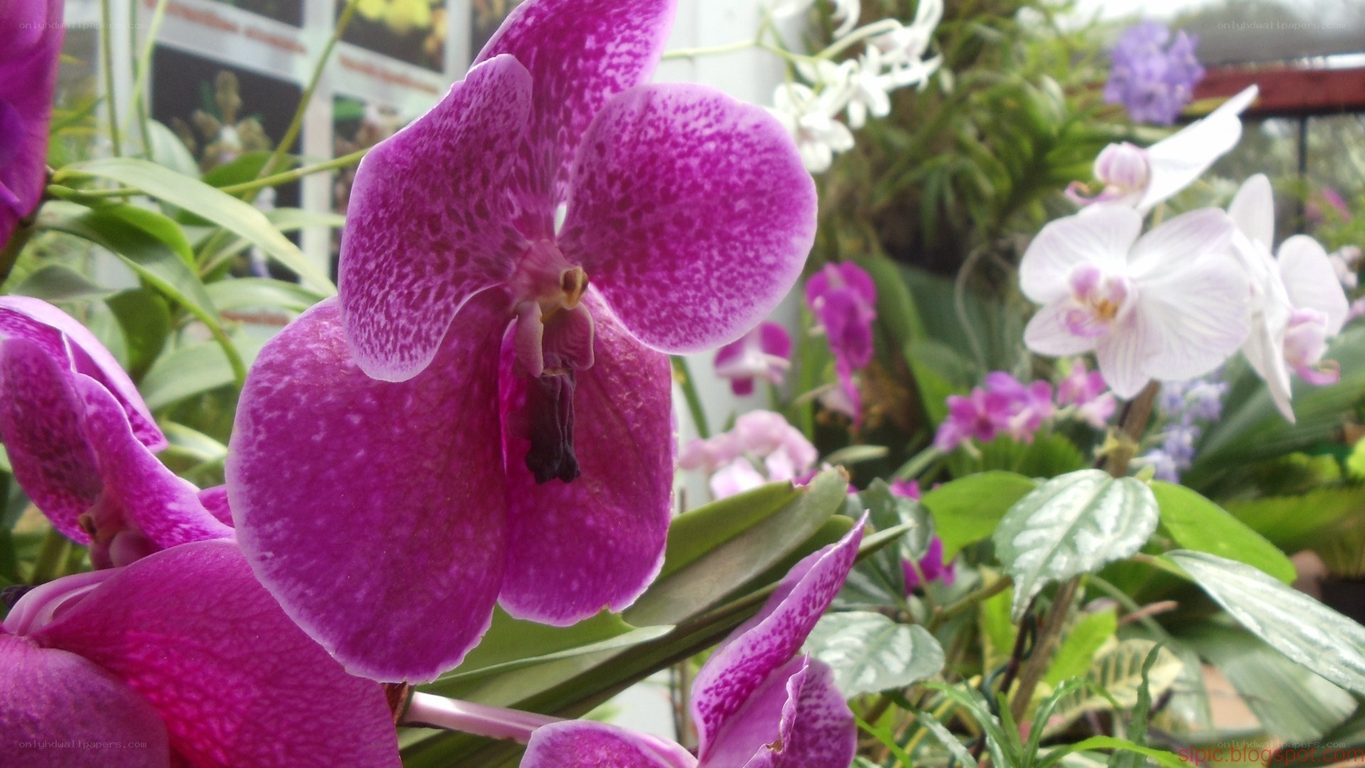 Purple and white orchids in bloom