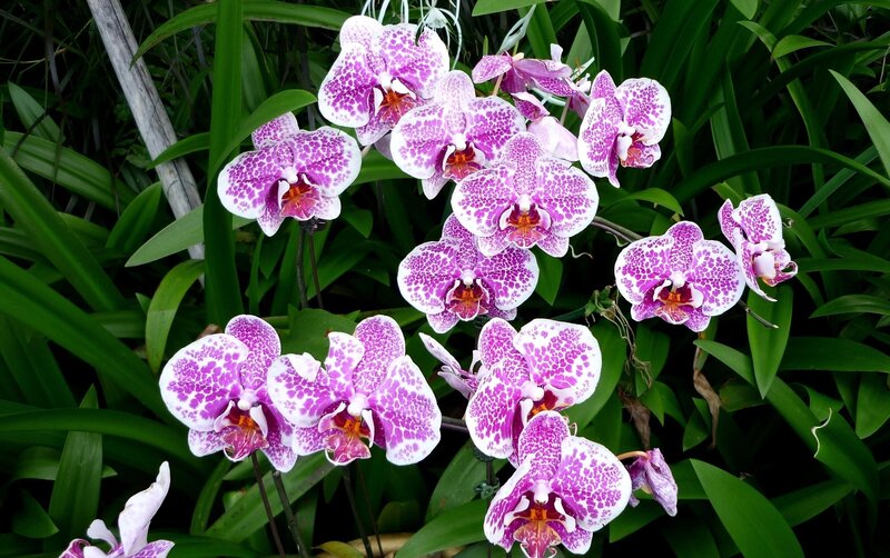 Purple and White Orchids — Natural