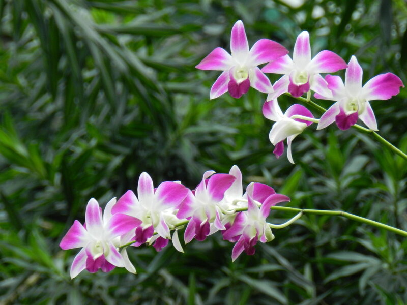 Purple and White Orchids — Pink, Calm