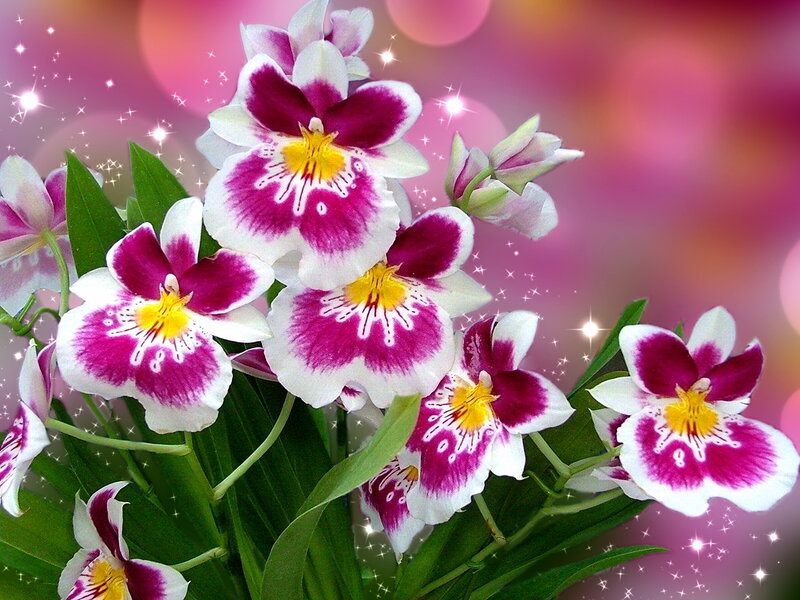 Purple and White Orchids — Pink, Dreamy