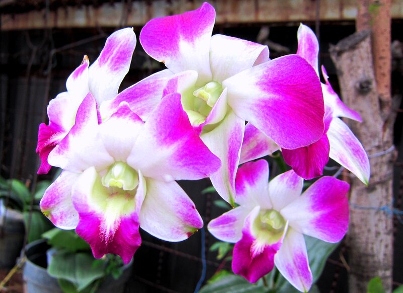 Purple and White Orchids — Pink