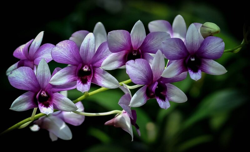 Purple and White Orchids — Serene, Photograph, Flowers, Buds