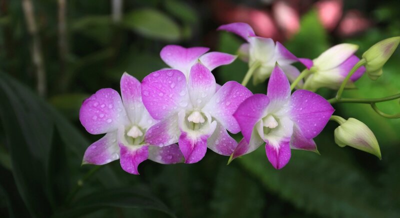 Purple and White Orchids — Serene, Photograph, Flowers, Leaves, Buds