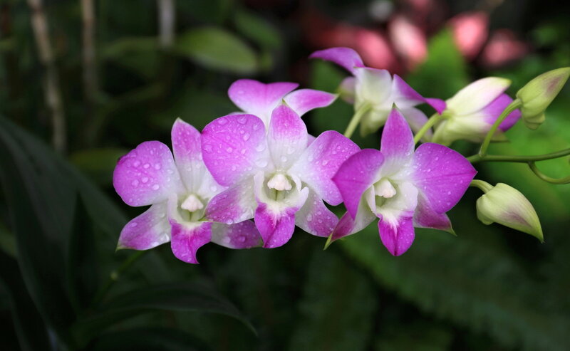 Purple and White Orchids — Serene, Photograph, Flowers, Leaves