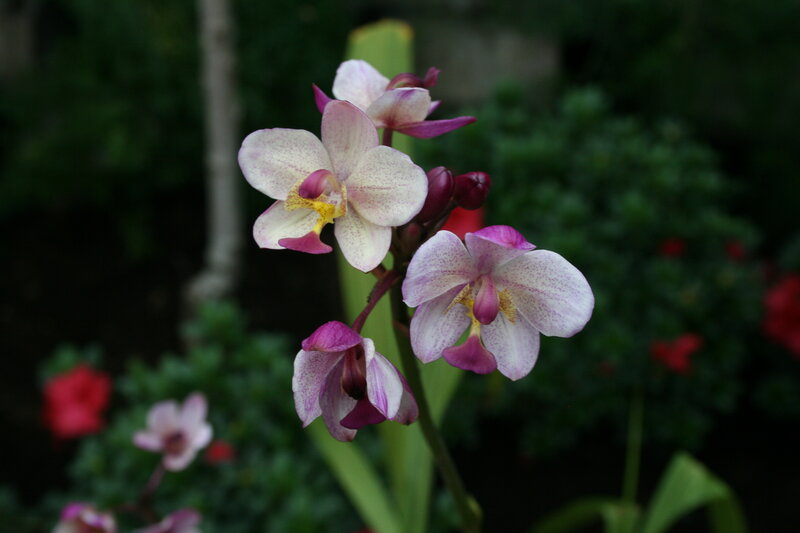 Purple and White Orchids — Serene, Photograph