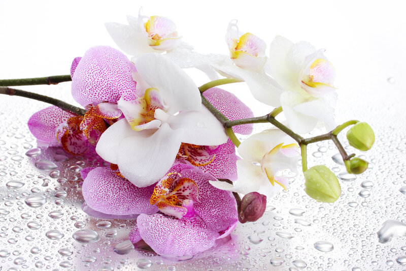 Purple and White Orchids — Serene, Photograph, Water Droplets