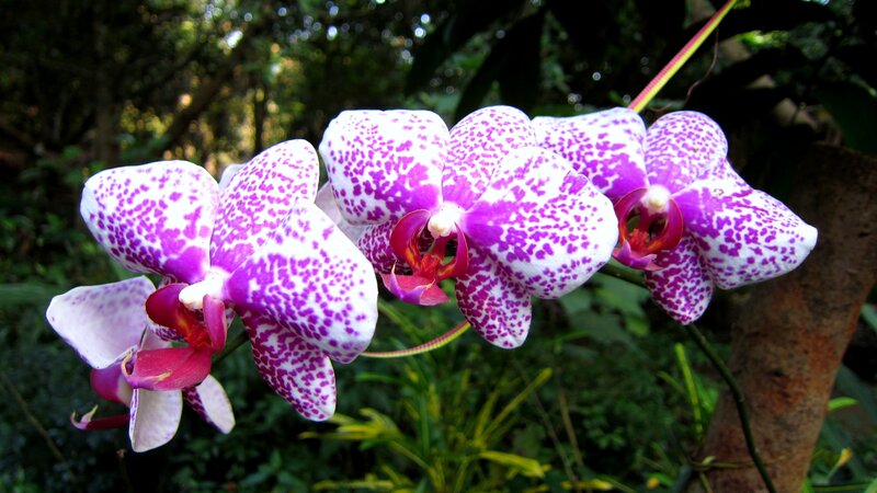 Purple and White Orchids — Serene