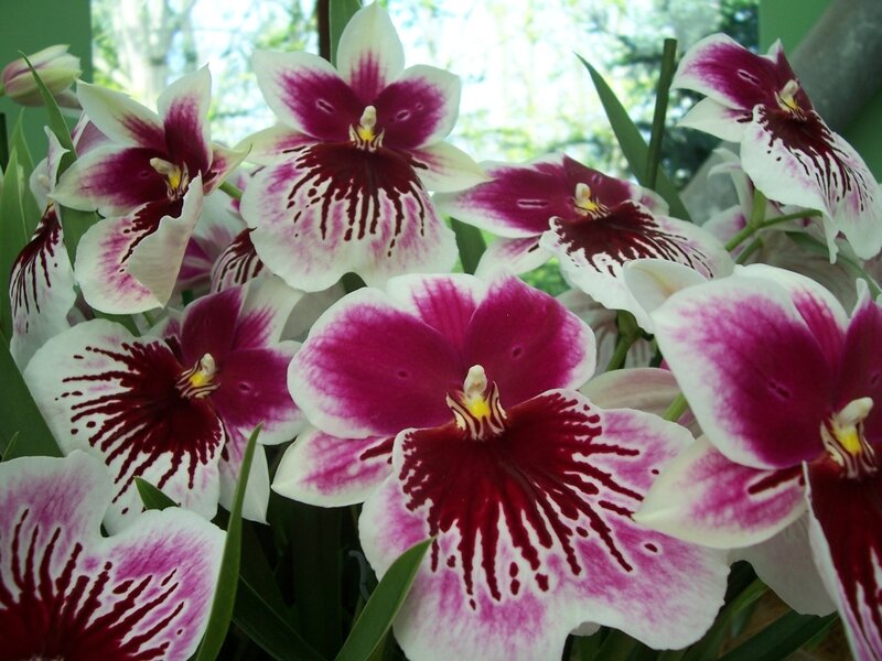 purple and white orchids