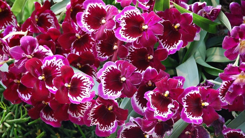 Purple and White Orchids — Vibrant