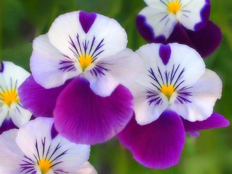 purple and white pansies