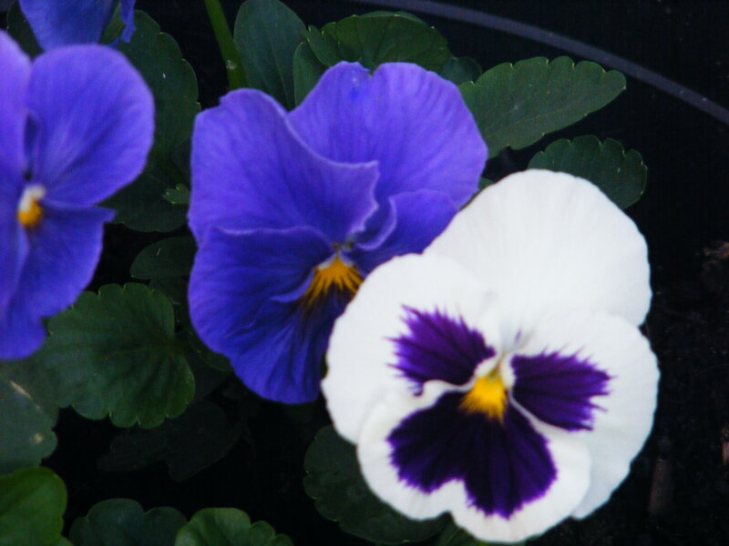 Purple and white pansies