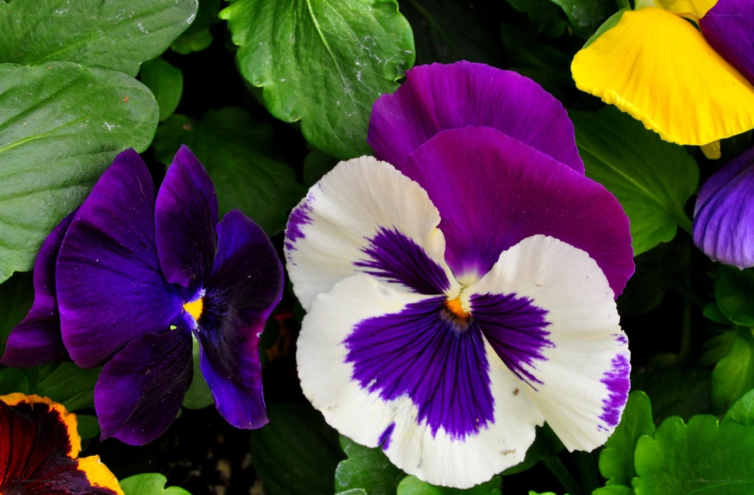 Purple and white pansies