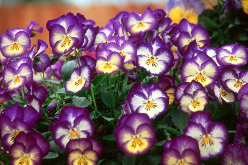 purple and white pansies