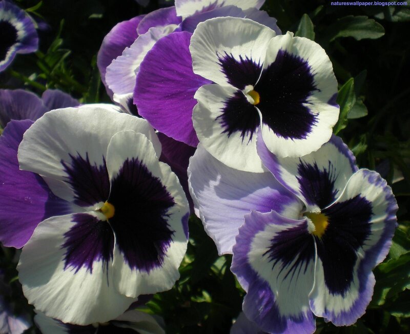 purple and white pansies