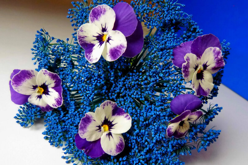 Purple and White Pansies — Blue, Calm