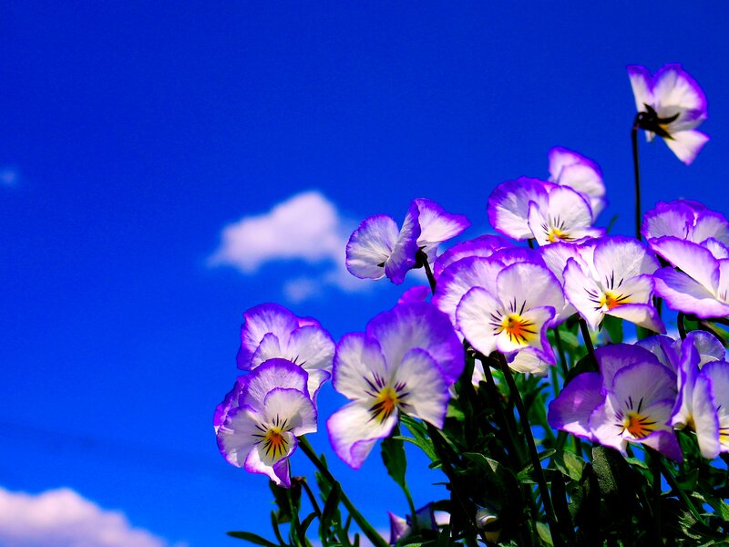 Purple and White Pansies — Blue, Serene