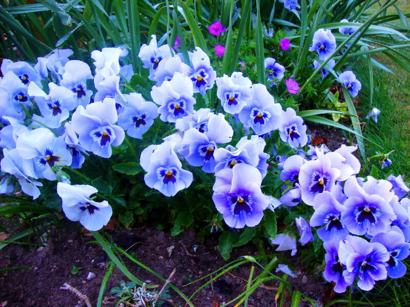 Purple and White Pansies — Blue