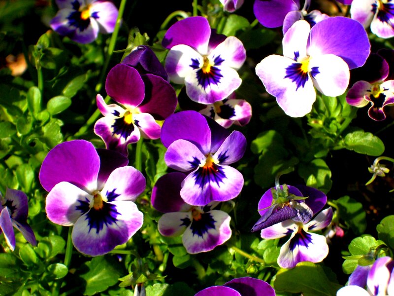 Purple and White Pansies — Bright