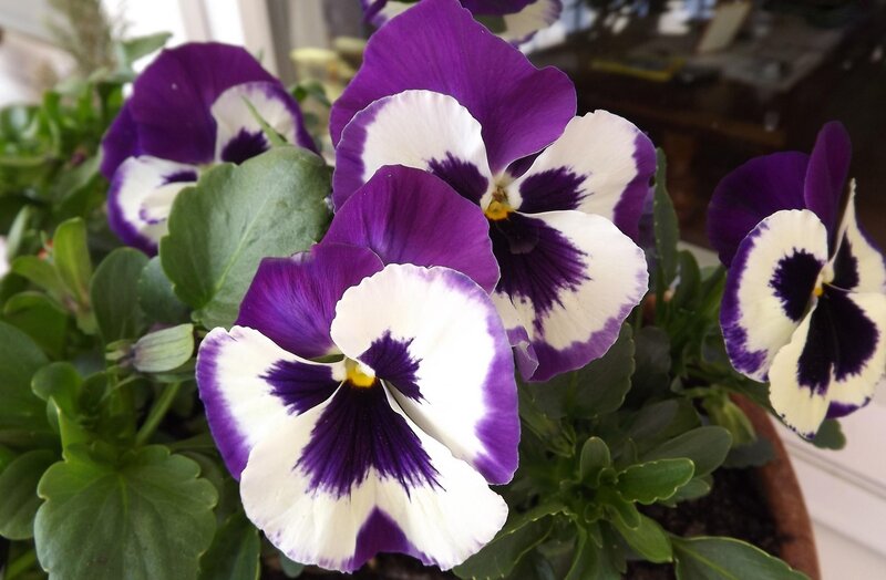 Purple and White Pansies — Calm, Afternoon