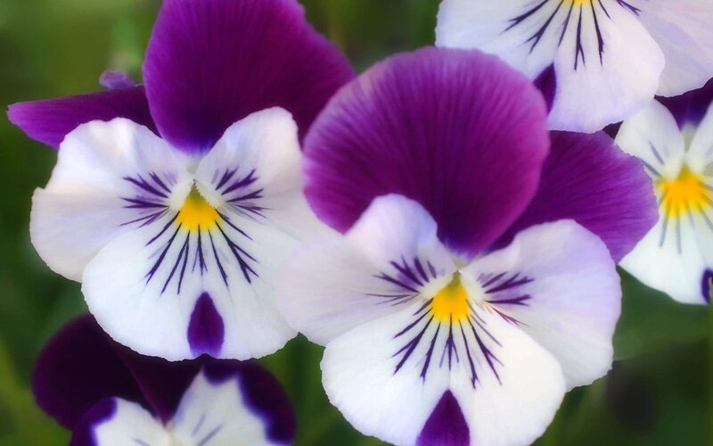 Purple and White Pansies — Calm, Flowers