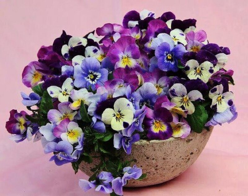Purple and White Pansies — Calm, Photograph, Bowl