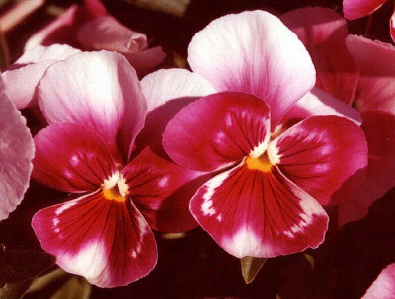 Purple and White Pansies — Calm, Photograph