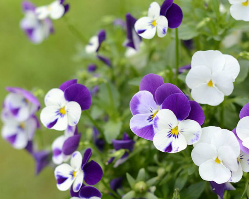 Purple and White Pansies — Calm, Spring, Photograph, Flowers, Green Leaves, Stems