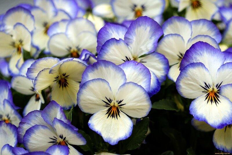 Purple and White Pansies — Calm, Spring, Photograph, Flowers, Leaves, Center
