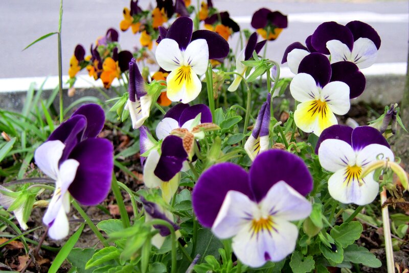 Purple and White Pansies — Calm, Spring, Photograph, Green Leaves