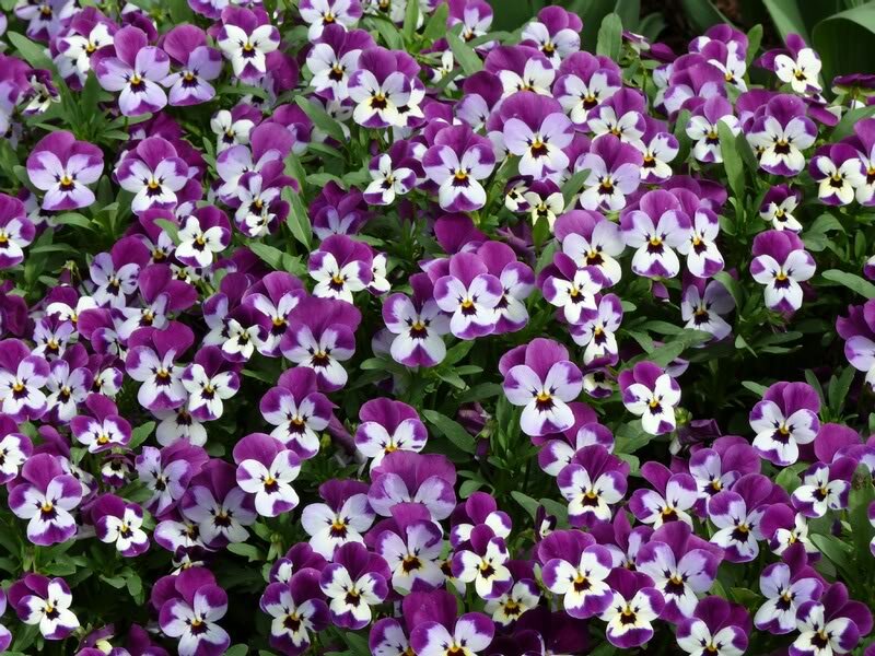 Purple and White Pansies — Calm, Spring, Photograph