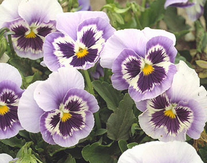 Purple and White Pansies — Calm, Spring