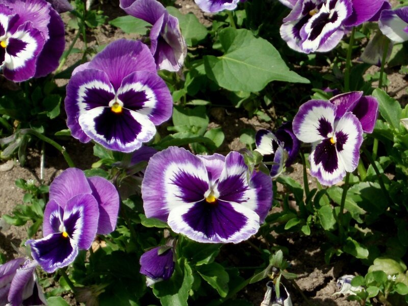 Purple and White Pansies — Calm