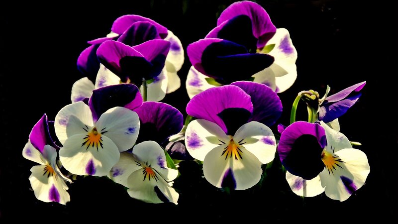 Purple and White Pansies — Dramatic
